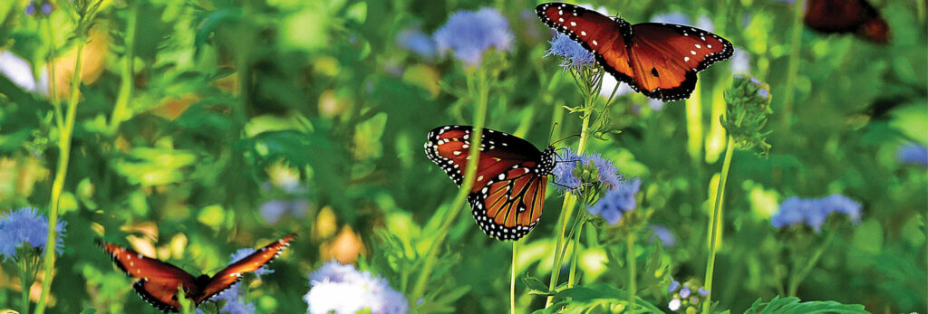 Monarch butterflies in a flower garden on the La Posada campus