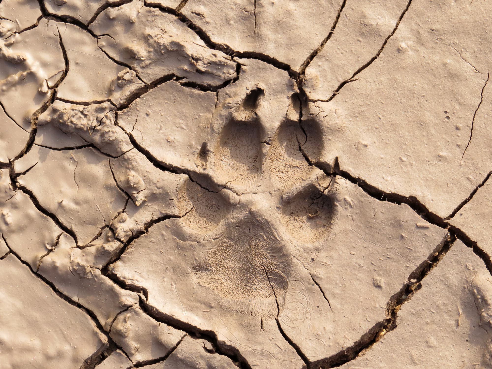 A footprint left on dried mud in Southern Arizona in the Tucson area